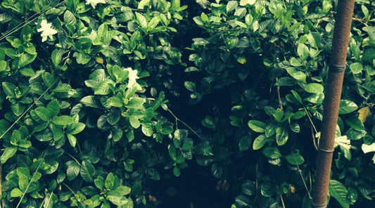 GARDENIAS ON THE VINE