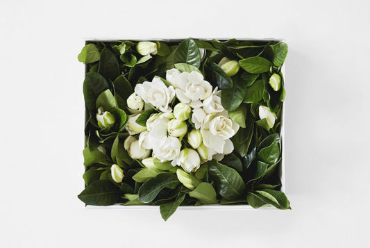 IN FULL BLOOM