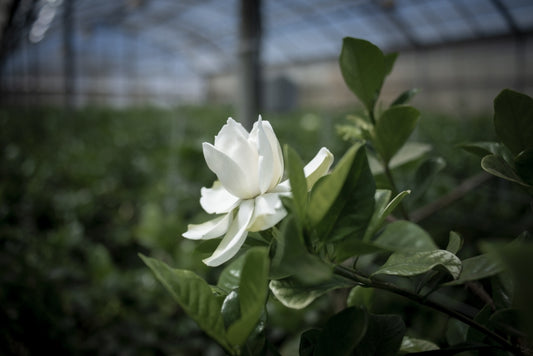 WHY DOES FRAGRANCE TRANSPORT US?