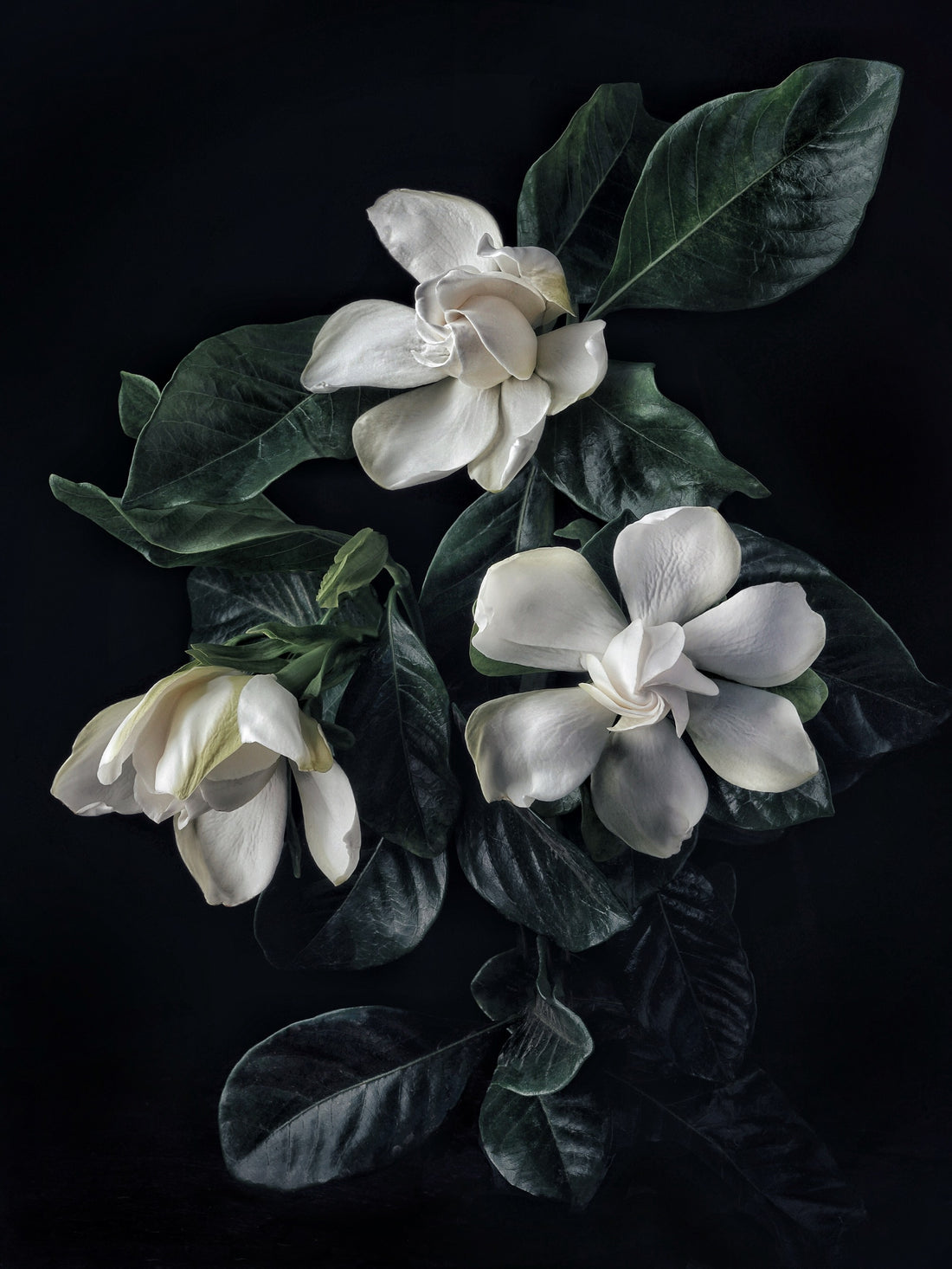 beautiful image of gardenia vine and blooms