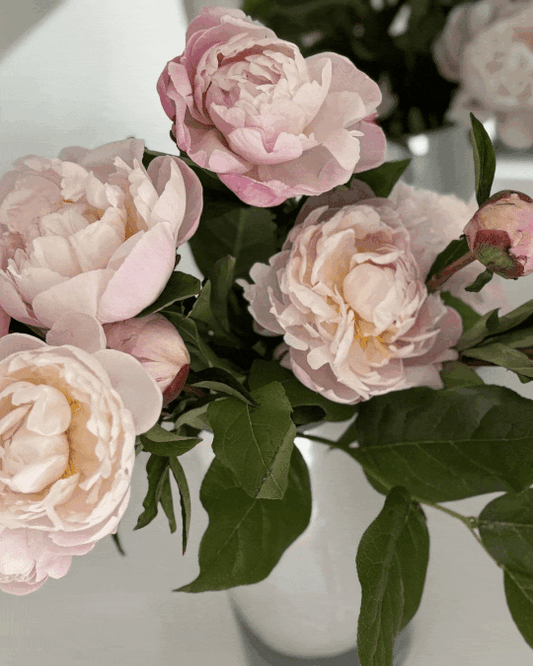 THE ELEGANT EASE OF SUMMER
