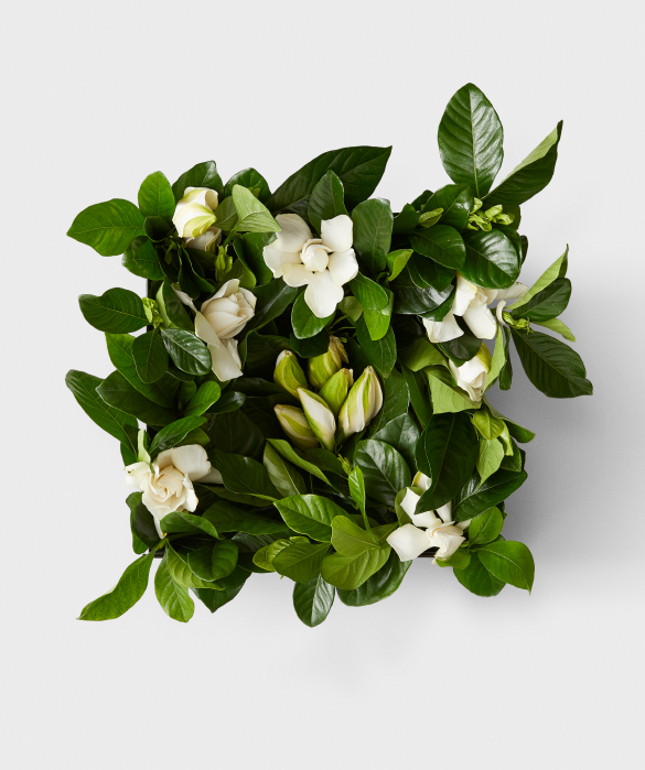 Gardenia Blooms