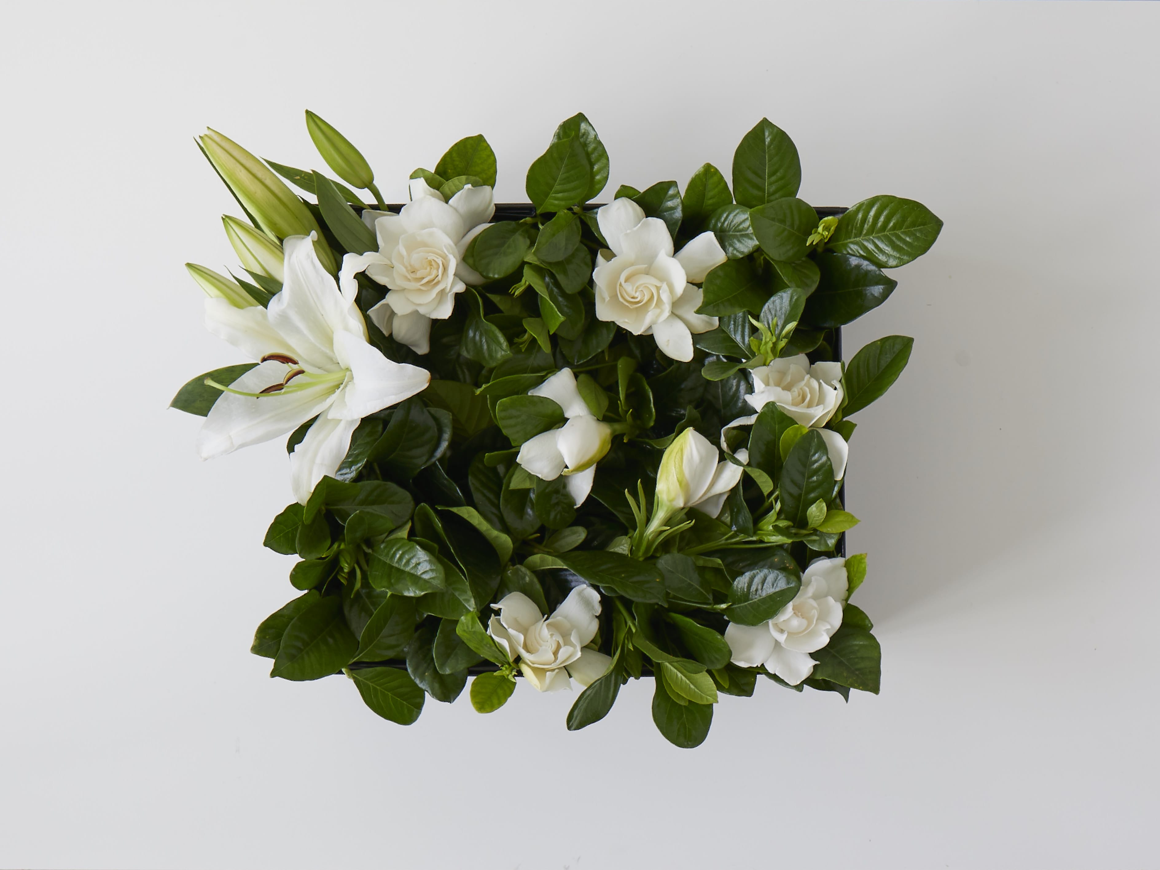 lily flower box Casablanca Cut-to-Order Lily and Gardenia Delivery Luxury Gift Box White
