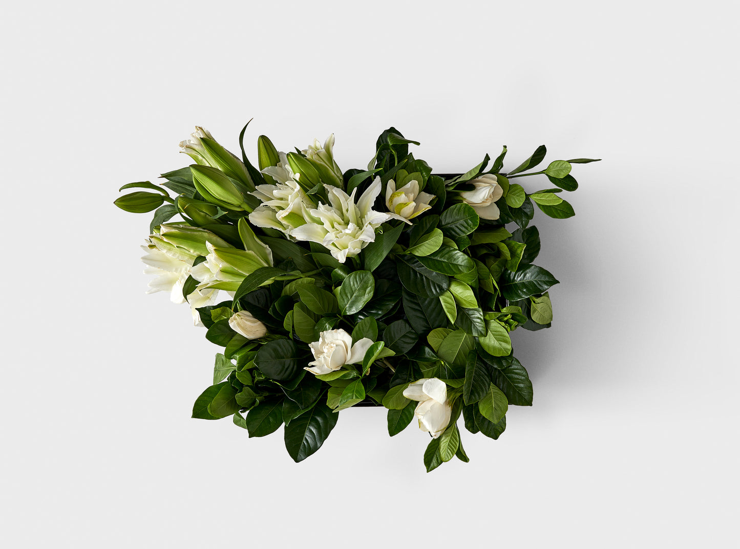 Casablanca Vine & Bloom Box
