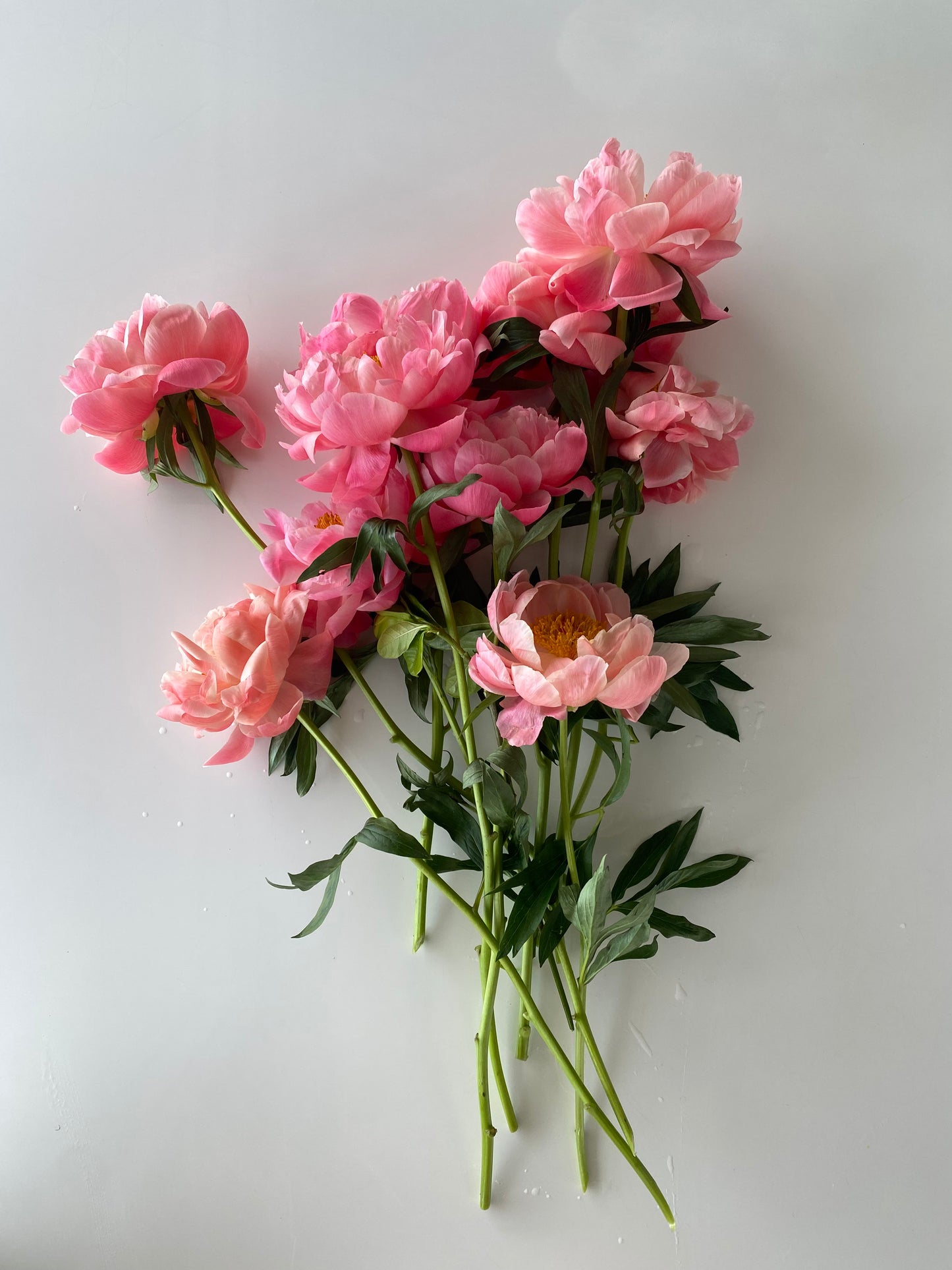 Tanto Amore Tall Icon Vine & Bloom Box