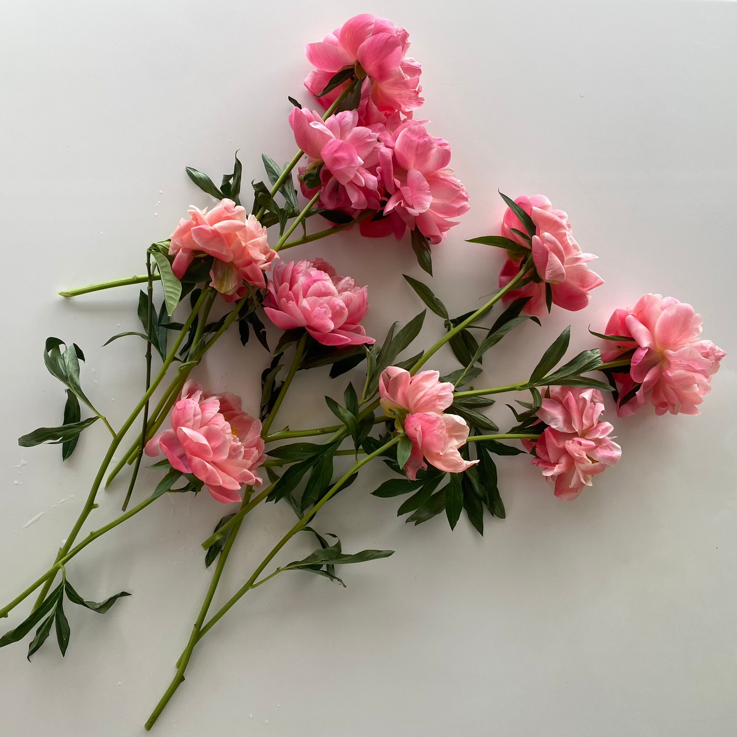 Summer Peony Vine & Bloom Box