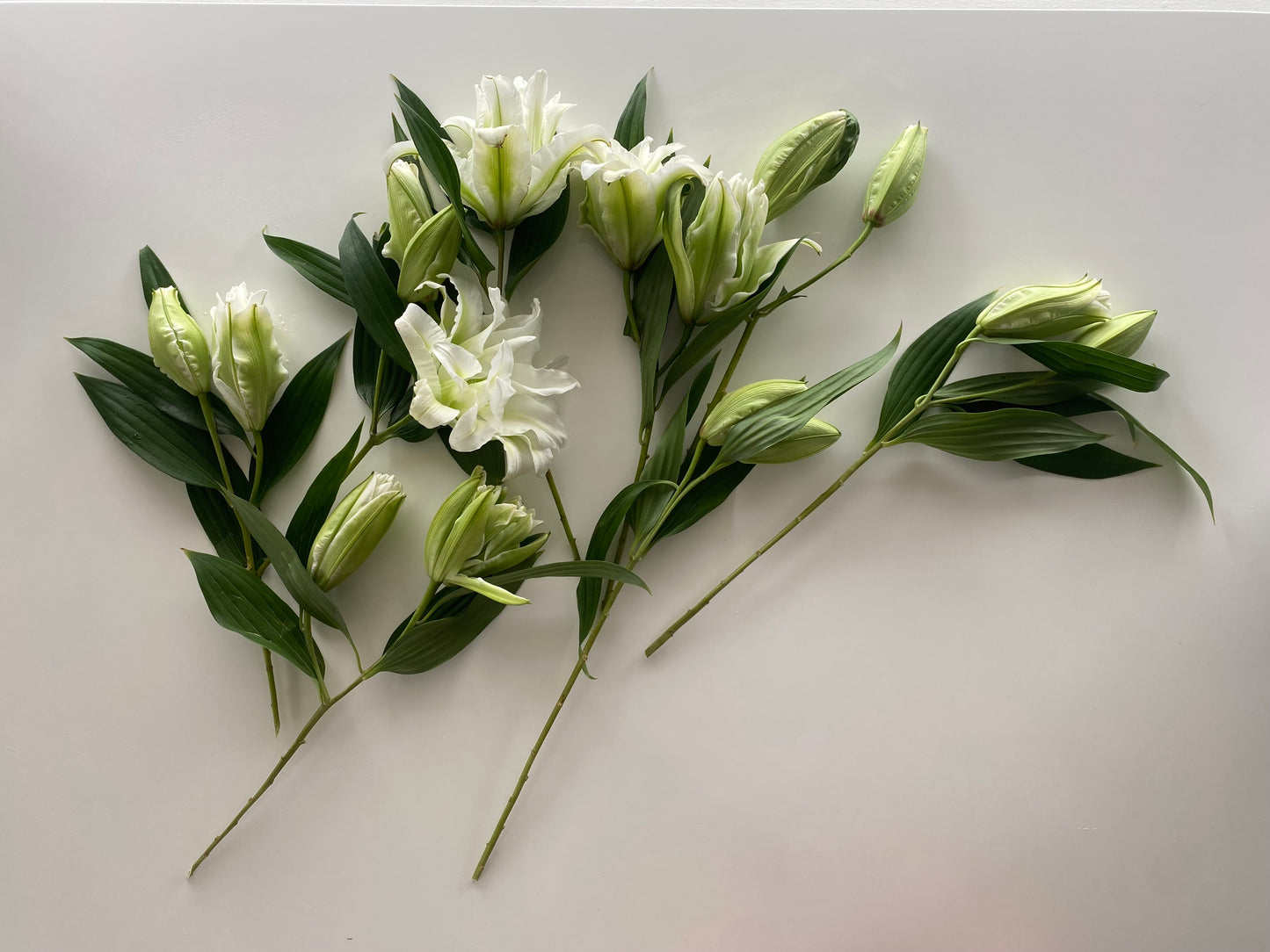 Roman Holiday Studio Grande Vine & Bloom Box