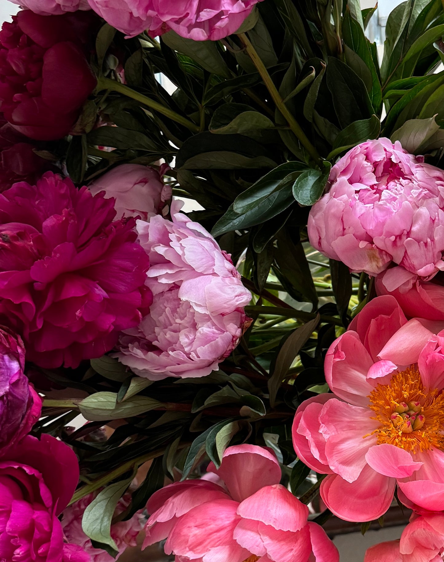 Peony Grand Prix Vine & Bloom