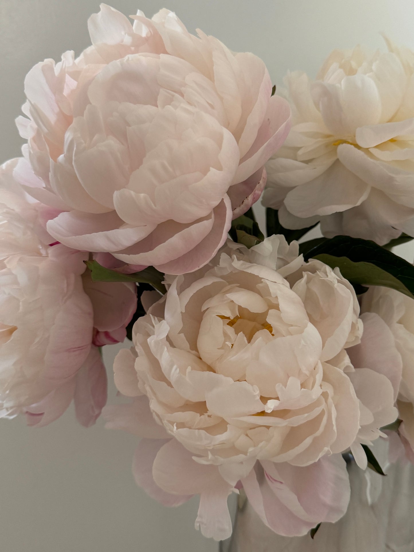 Peony Grand Prix Vine & Bloom