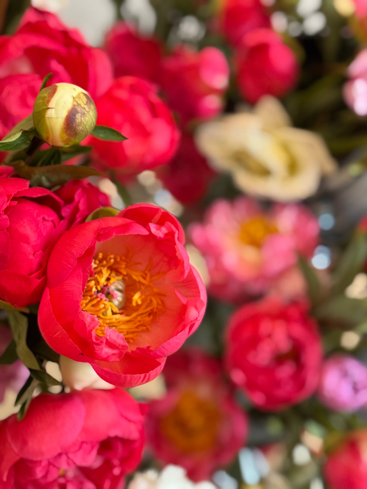 Peony Grand Prix Vine & Bloom