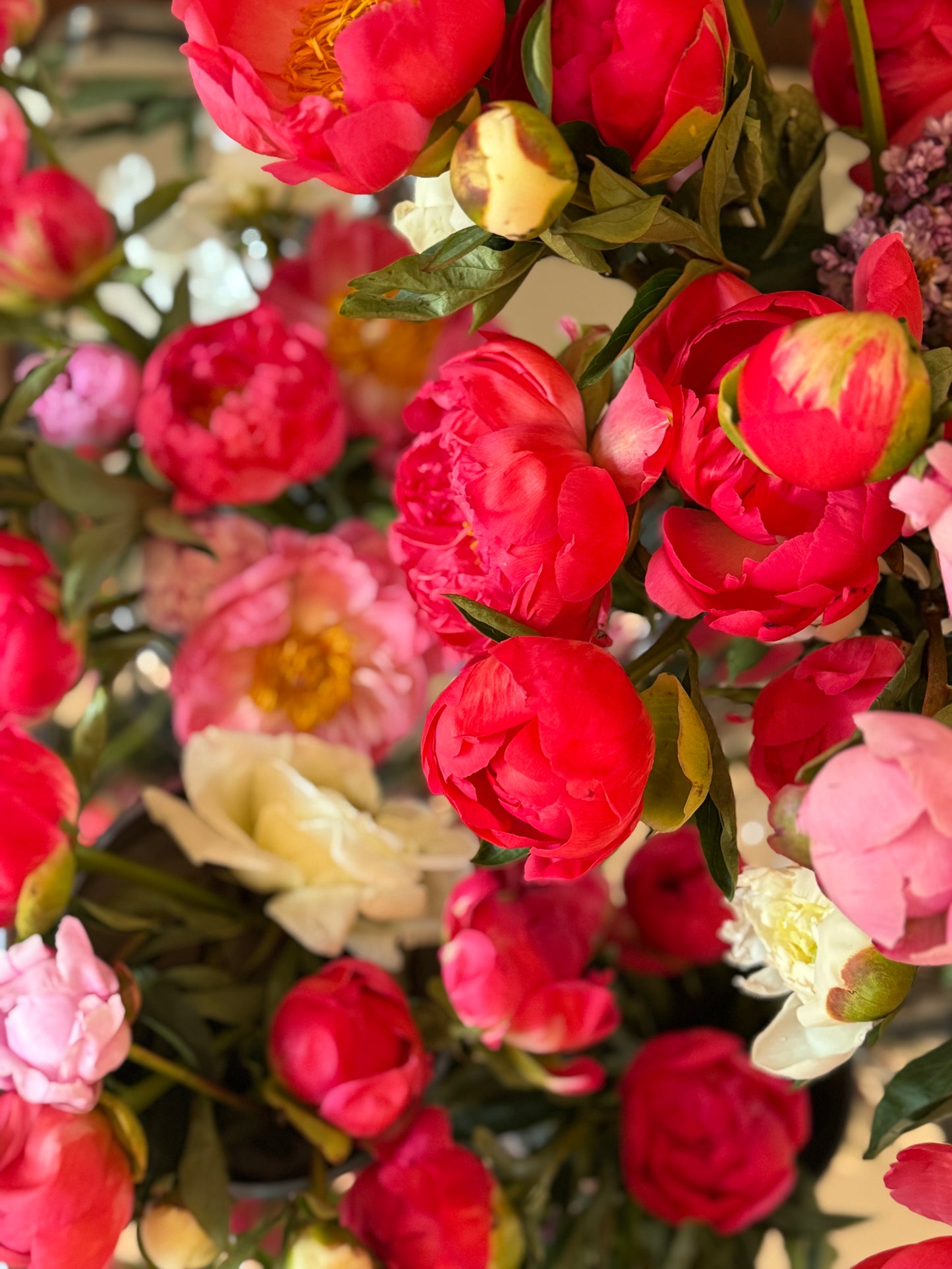 Peony Grand Prix Vine & Bloom