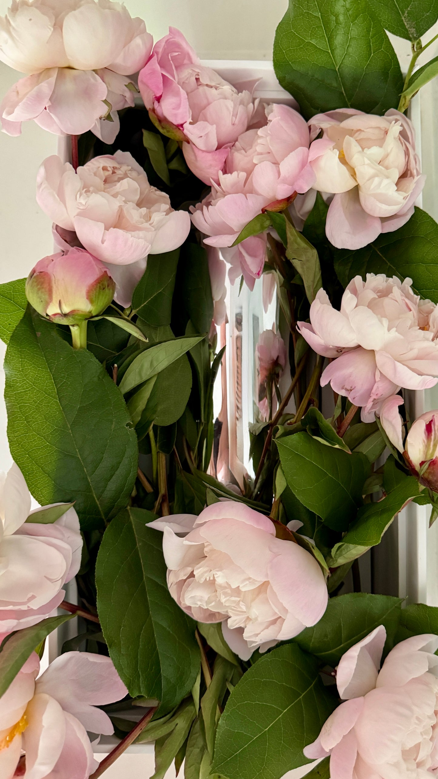 Bellissima Peony Vine and Bloom Box