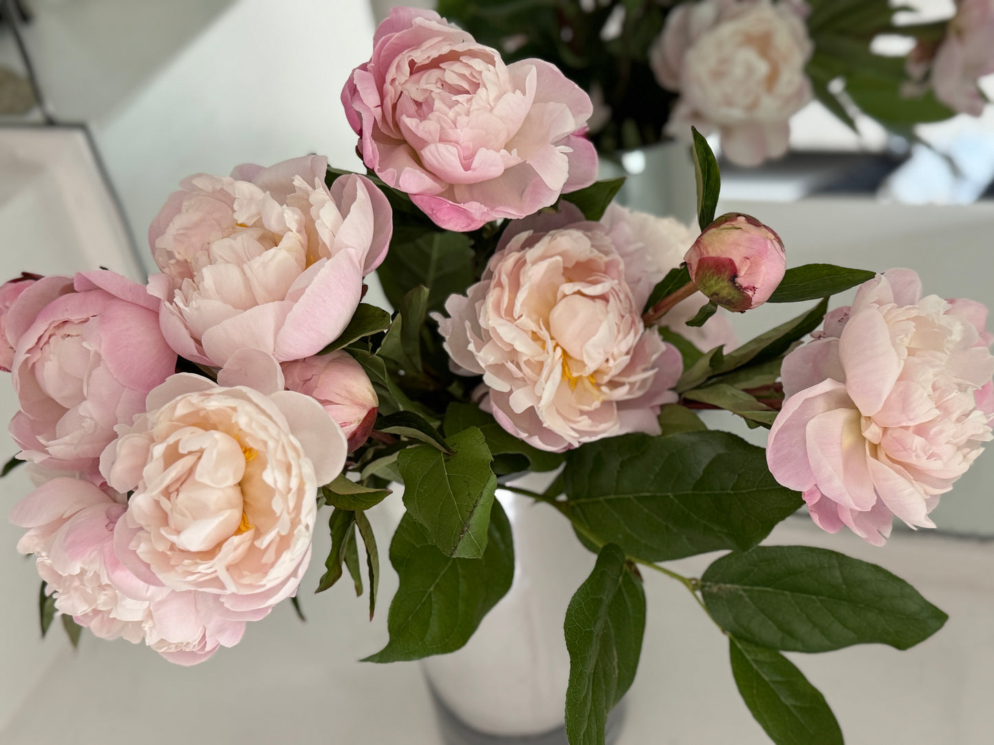 Bellissima Peony Vine and Bloom