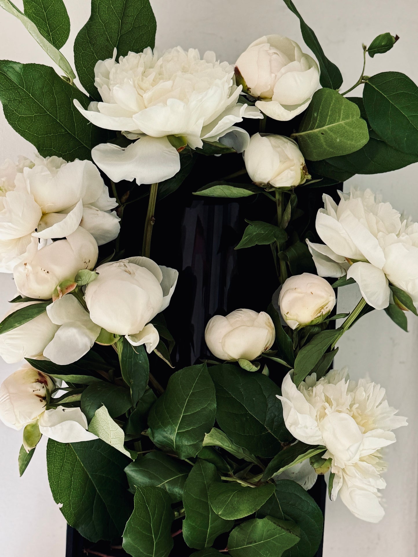 Bellissima Peony Vine and Bloom