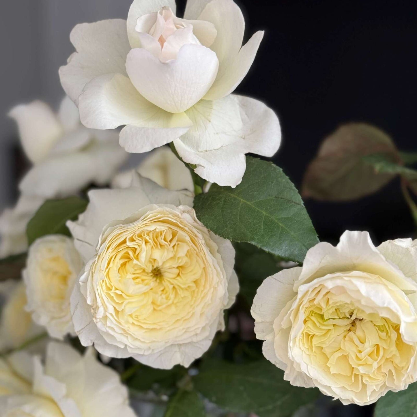 La Vie En Rose Medium Campfire