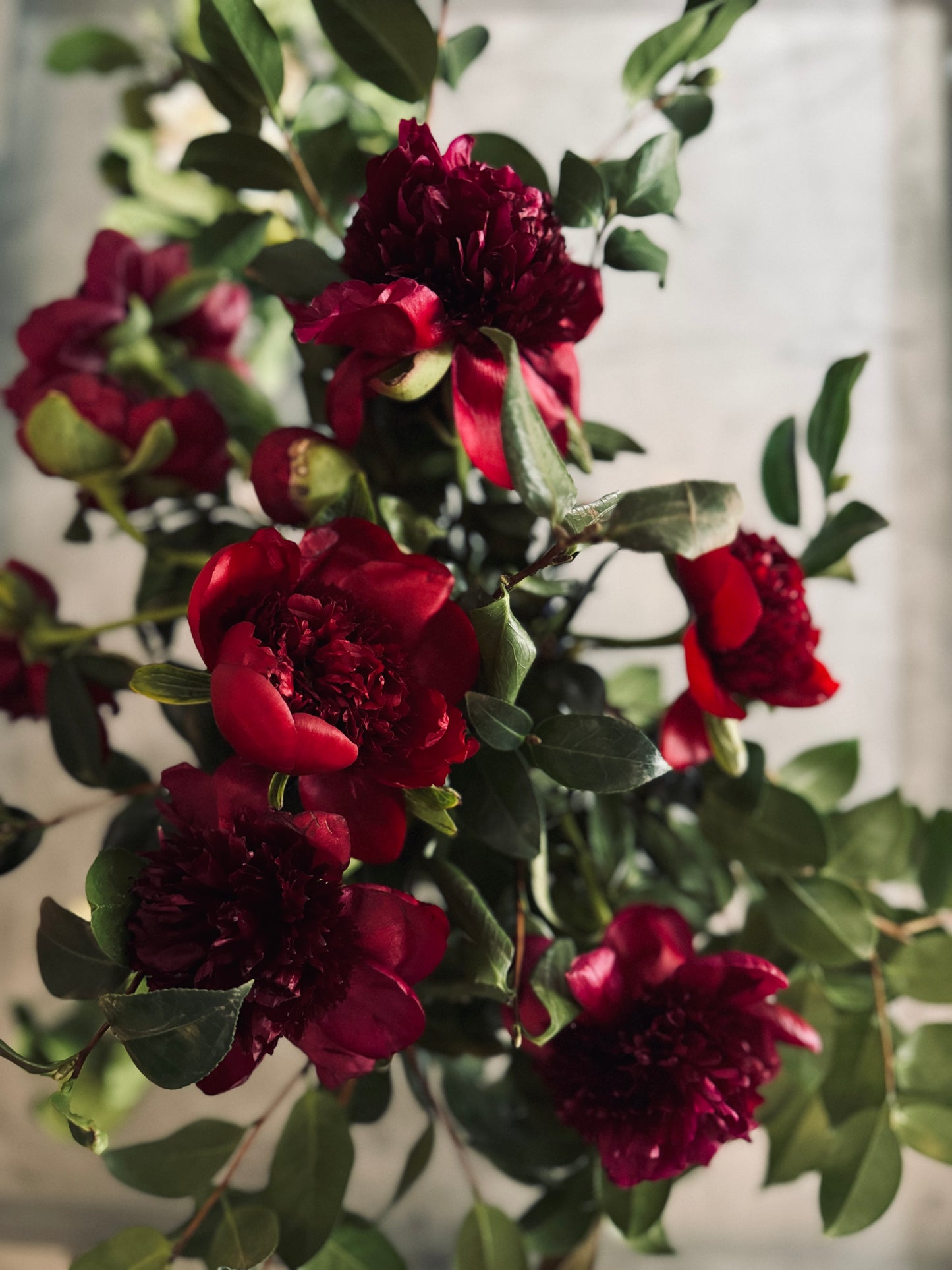 Winter Peony Vine & Bloom Box