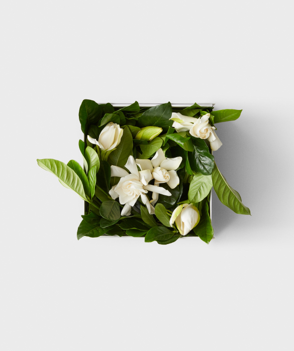 Vine Gardenias