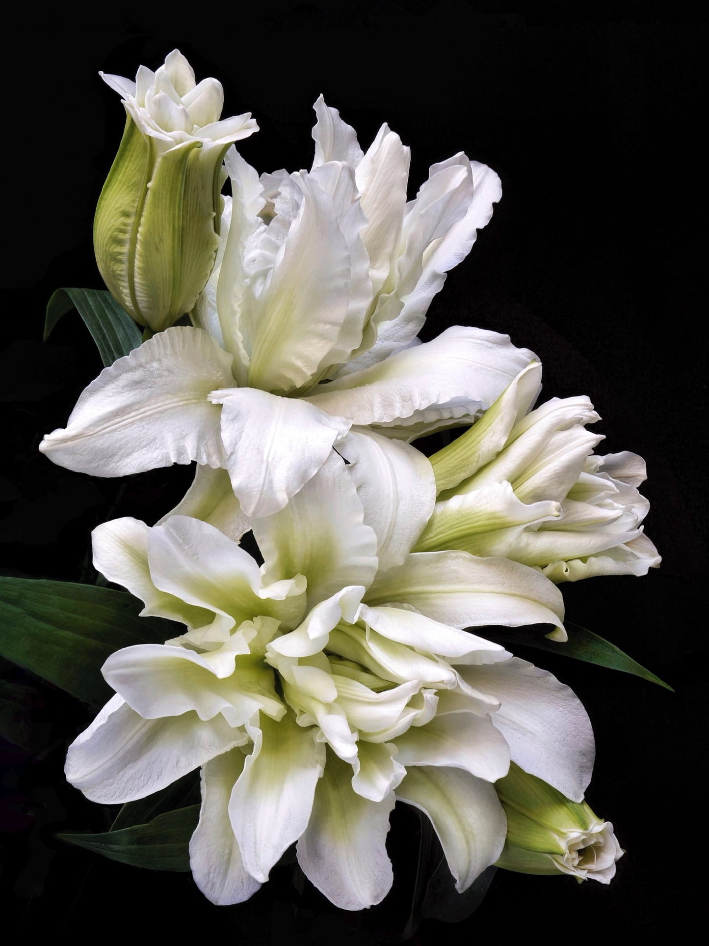 Spring Lily Icon Vine and Bloom