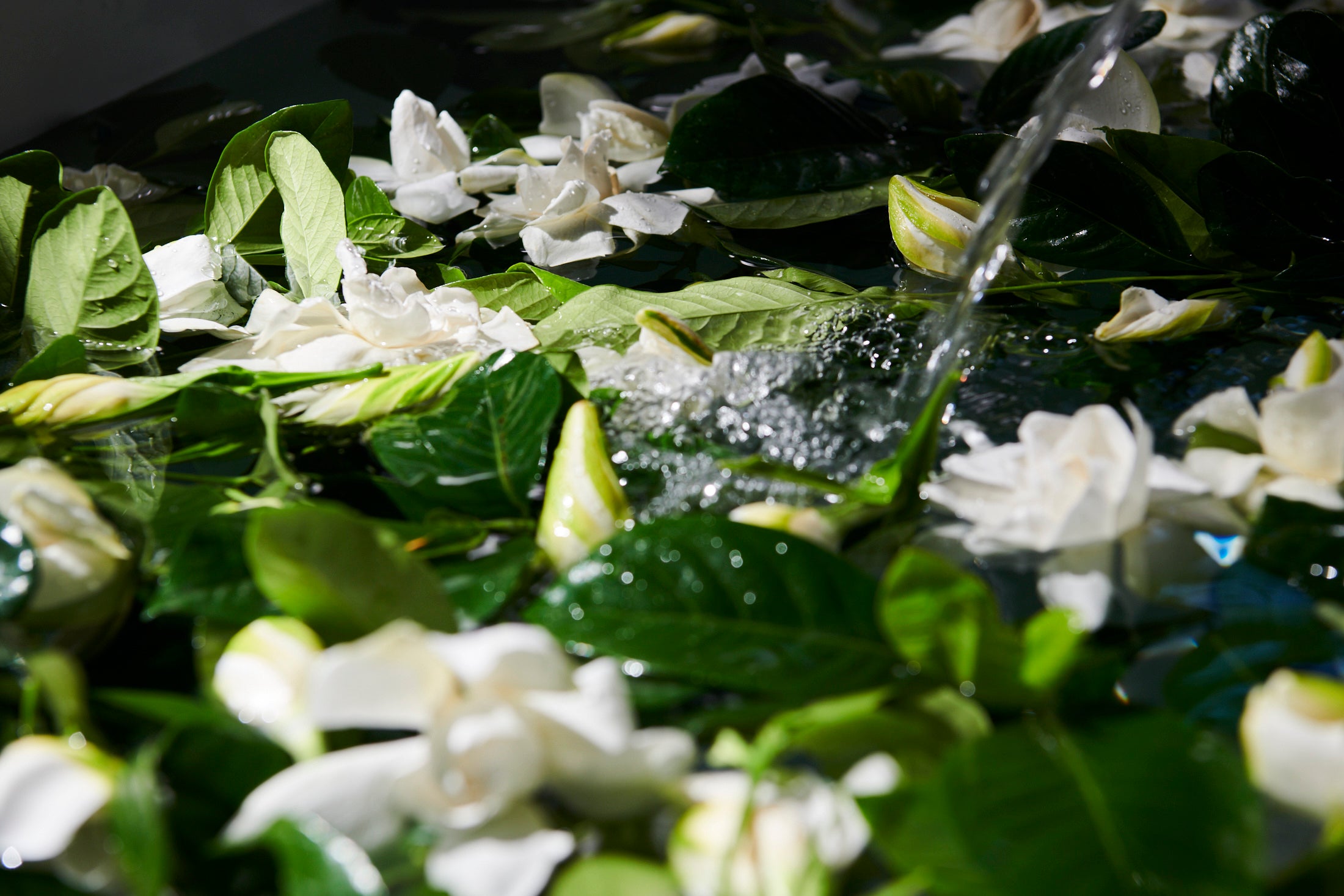 Inspirational image with gardenias