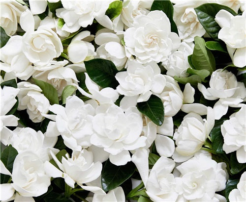 High Camp Wholesale Deluxe Bloom & Vines