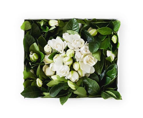 DELUXE VINE & BLOOM BOX