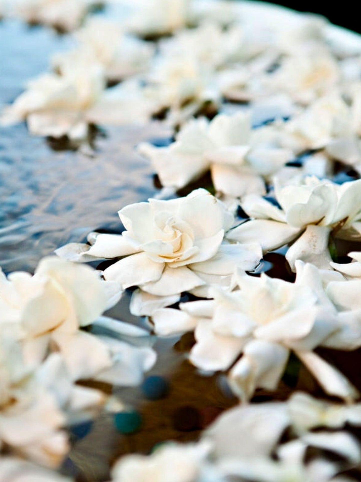 Floating Bloom Box
