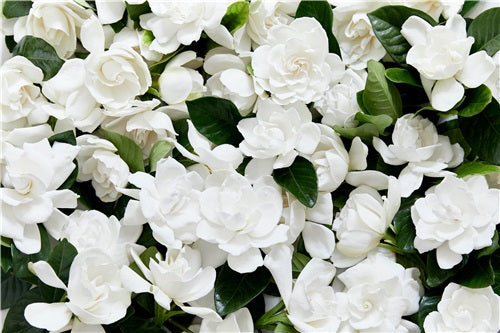 High Camp Wholesale Deluxe Vine & Bloom