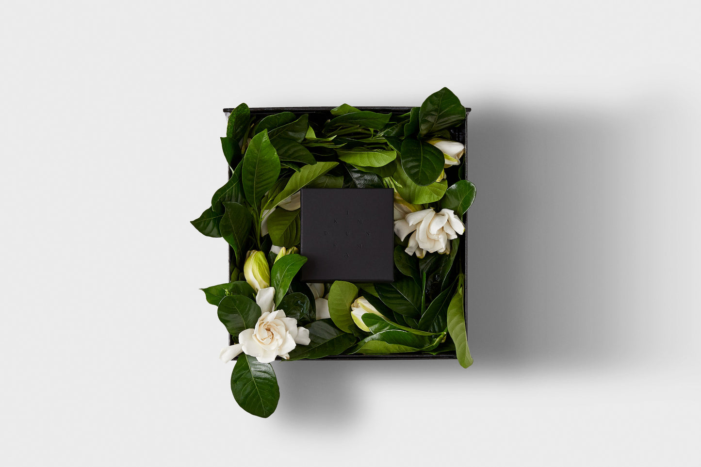 High Camp x Kim Dunham Labyrinth Vine & Bloom Black Box