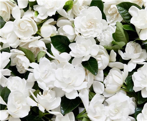 High Camp Wholesale Bloom & Vines