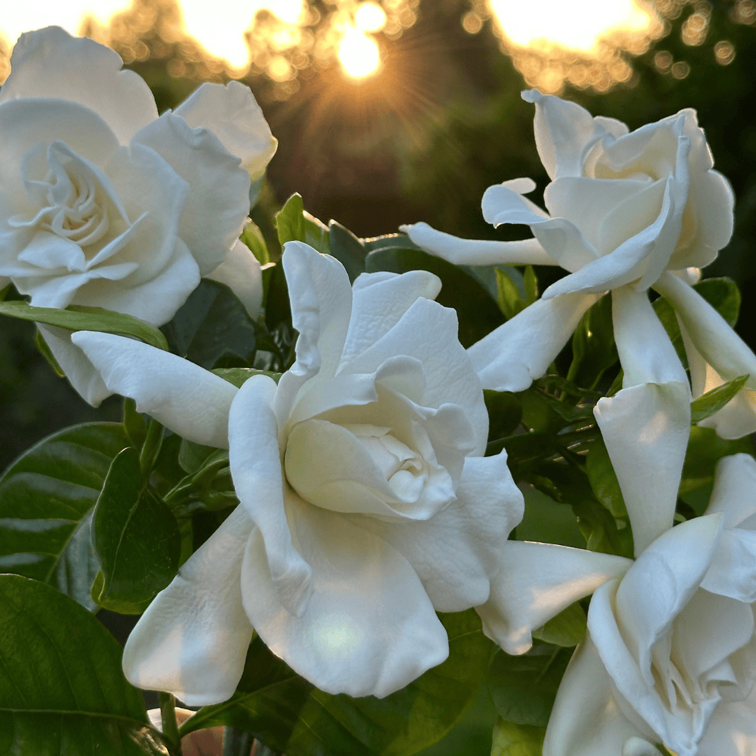 Why Are the Leaves Yellow on My Gardenia Plant?