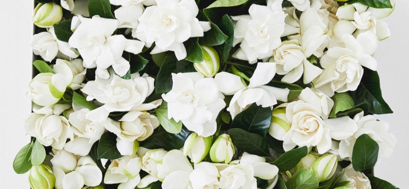 luxury floral arrangement of fragrant gardenias delivered to your door