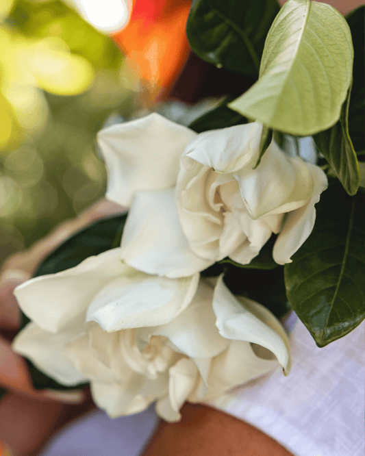 Tips for Growing Gardenias