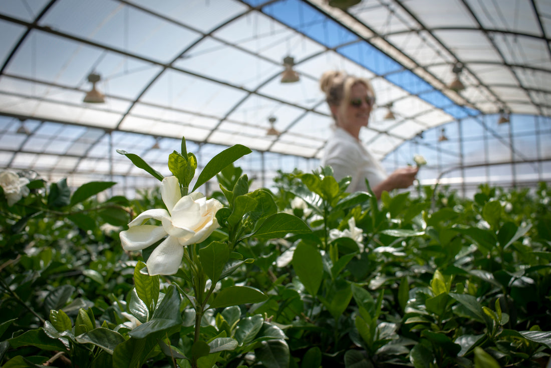 gardenia farm in california and founder of high camp supply susan hanson