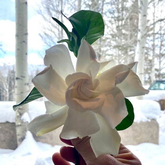 Enhance your Holidays - Winter Floral Arrangements