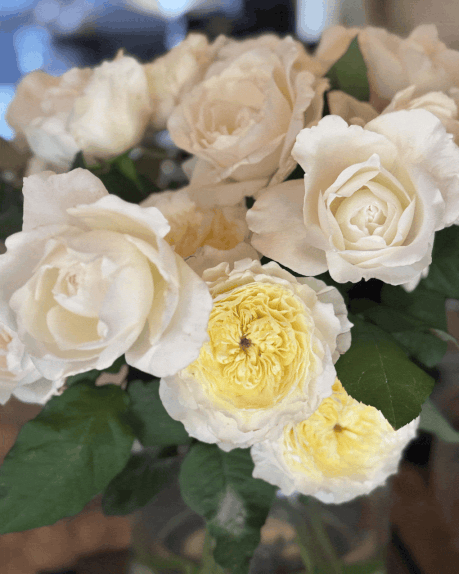 A ROSE BY ANY NAME