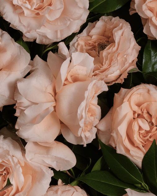 THE LANGUAGE OF LOVE