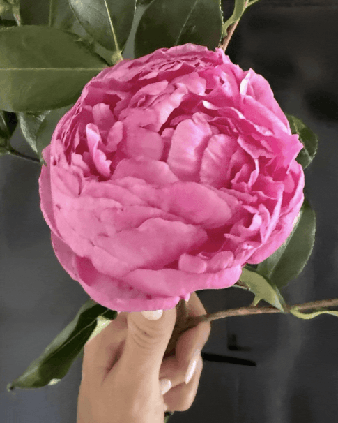 THE PROMISE OF SPRING