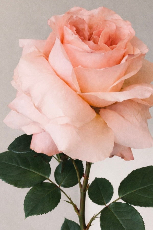 Language of Love Icon Vine & Bloom