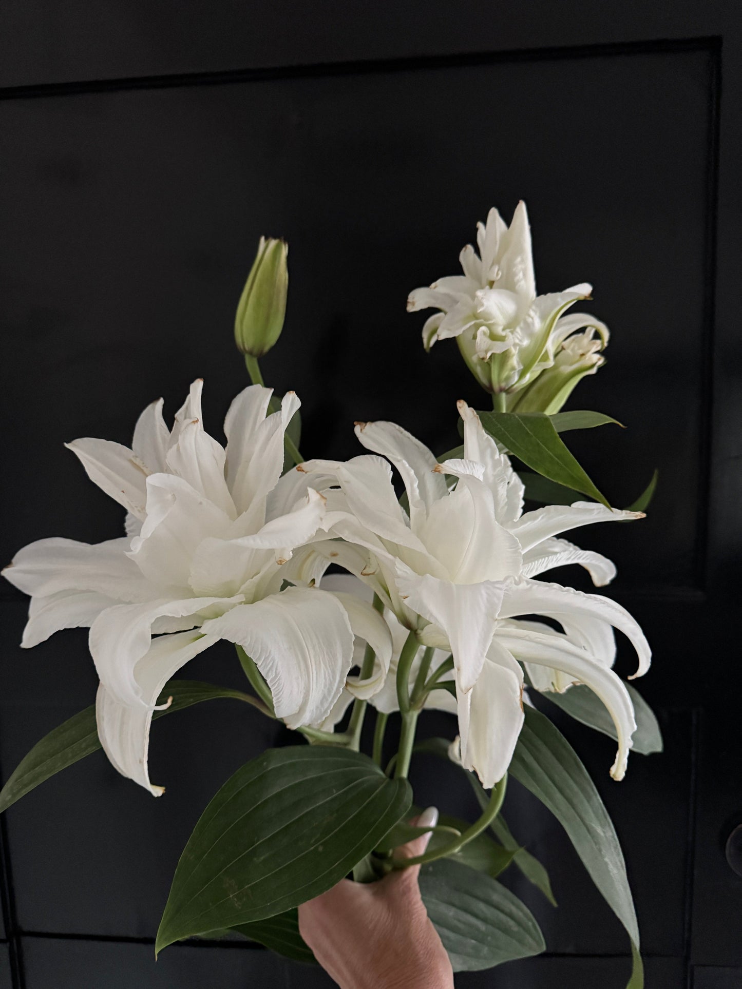 Winter Lily Icon Vine and Bloom