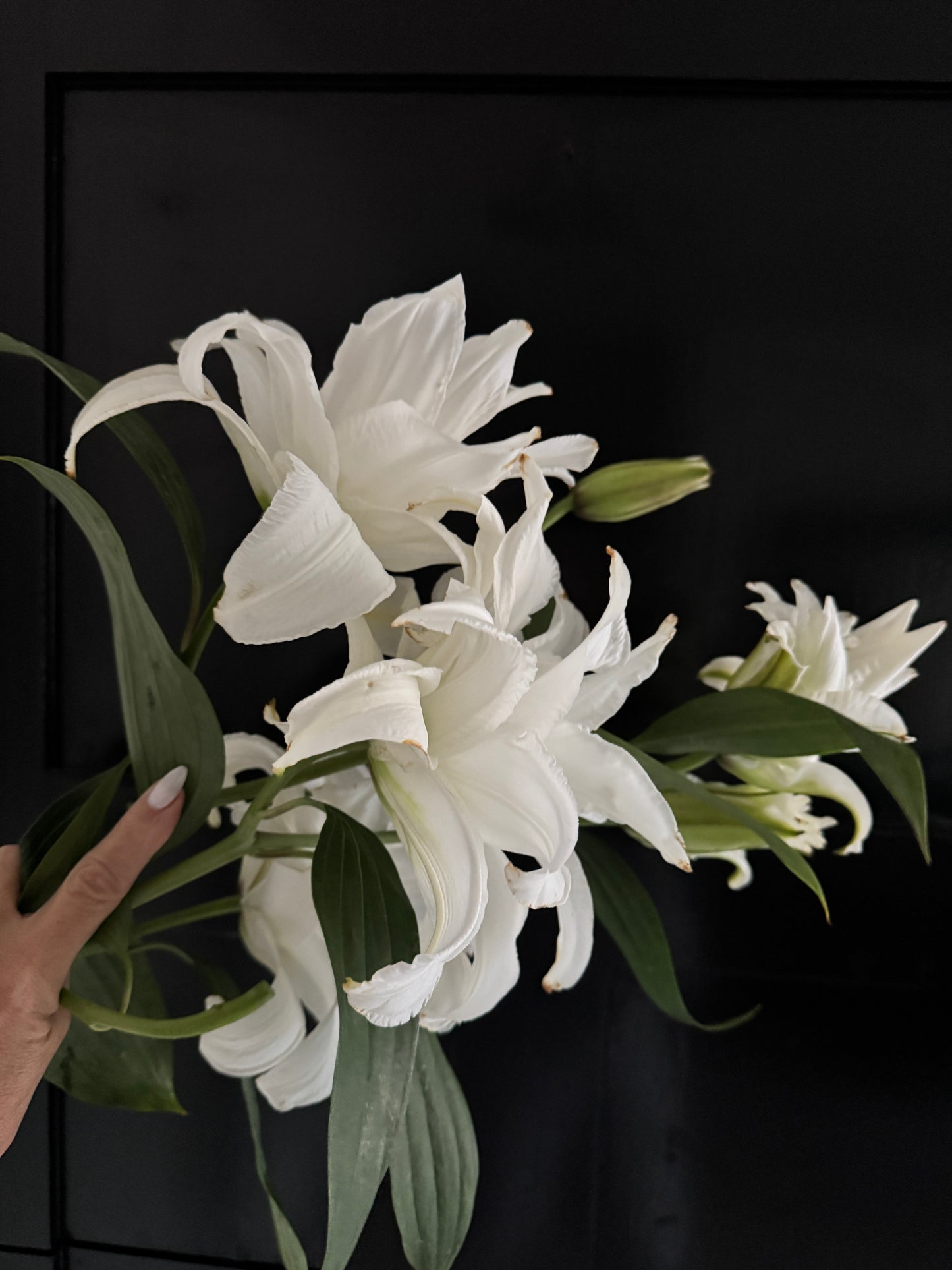 Winter Lily Icon Vine and Bloom