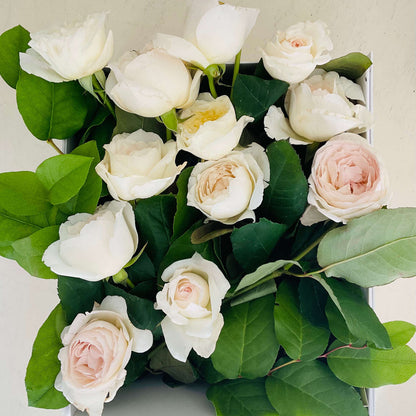 La Vie En Rose