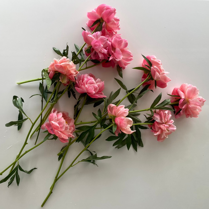 Summer Peony Vine & Bloom Box