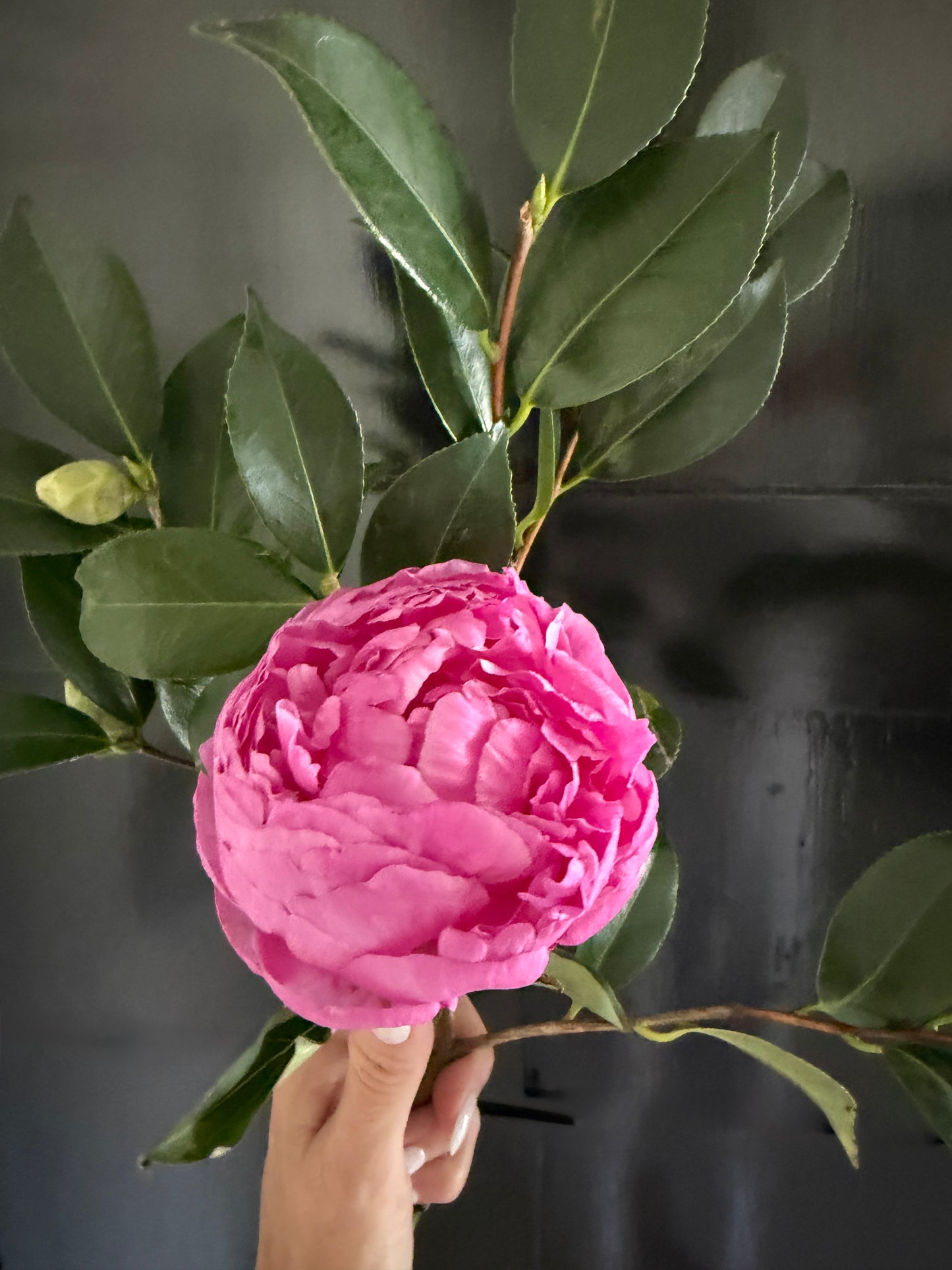 Winter Peony Vine & Bloom Box