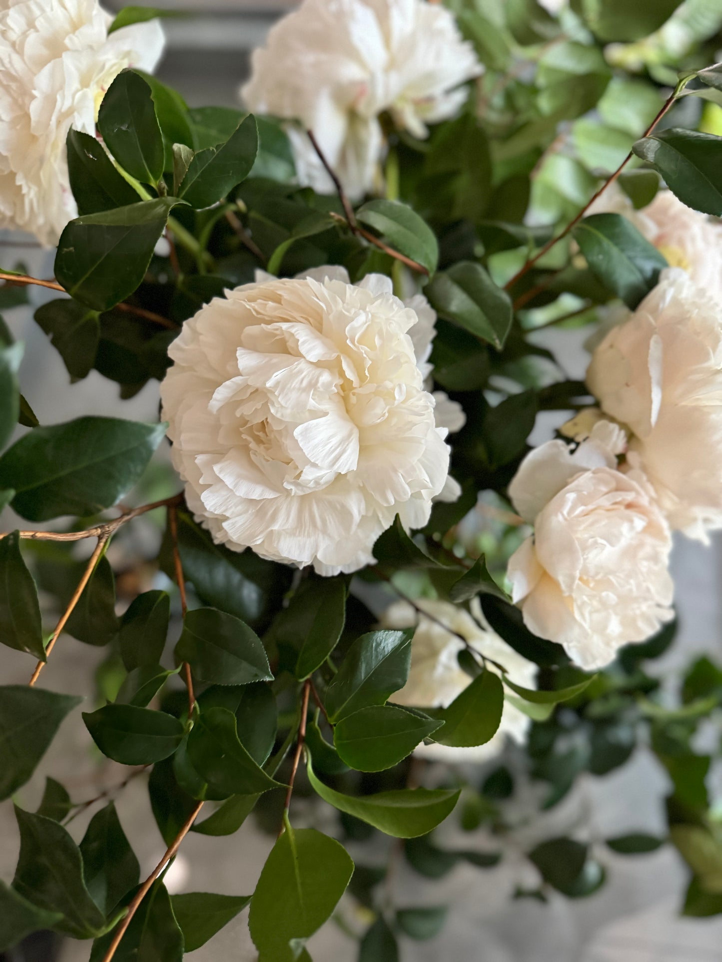 Peony Grand Prix Vine & Bloom