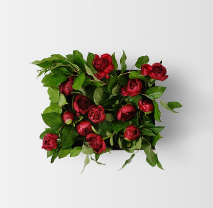 Bouquet of red peony with green leaves on a white background