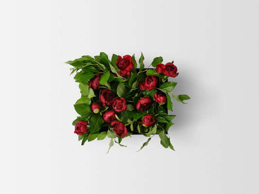 Winter Peony Vine & Bloom Box