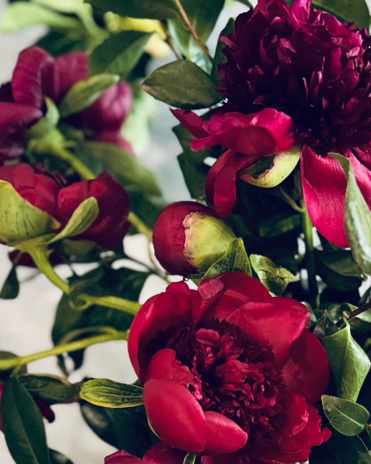 Winter Peony Vine & Bloom Box