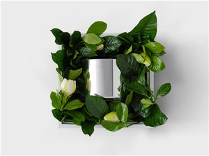 The Siren Vine & Bloom Vase Box