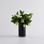 Leading Lady Vine & Bloom Vase Box