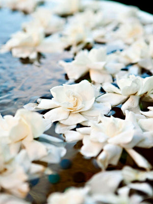 Floating Bloom Box